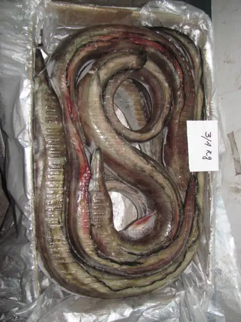 SELL FROZEN EEL FISH SEAFOOD SUUPLY