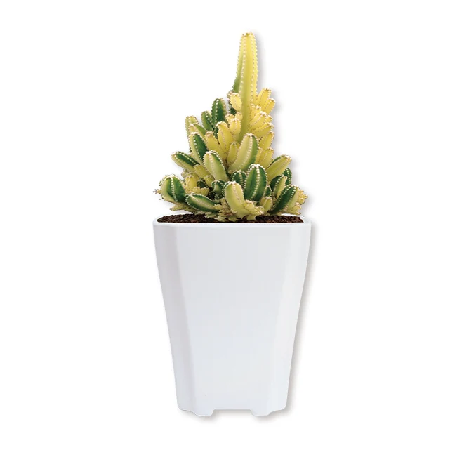 2021 Plastic Plant Garden Pots Flower Pot in Bulk