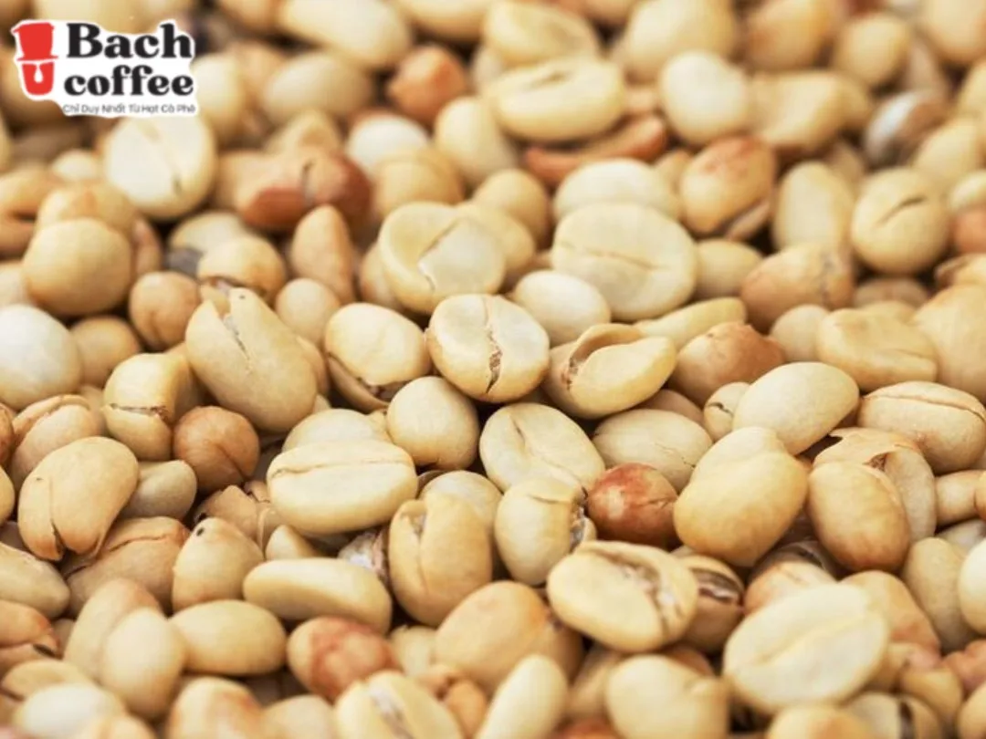 Roasted White Coffee Beans - White Coffee has up 50% more caffeine than fully-roasted coffee - Small Batch