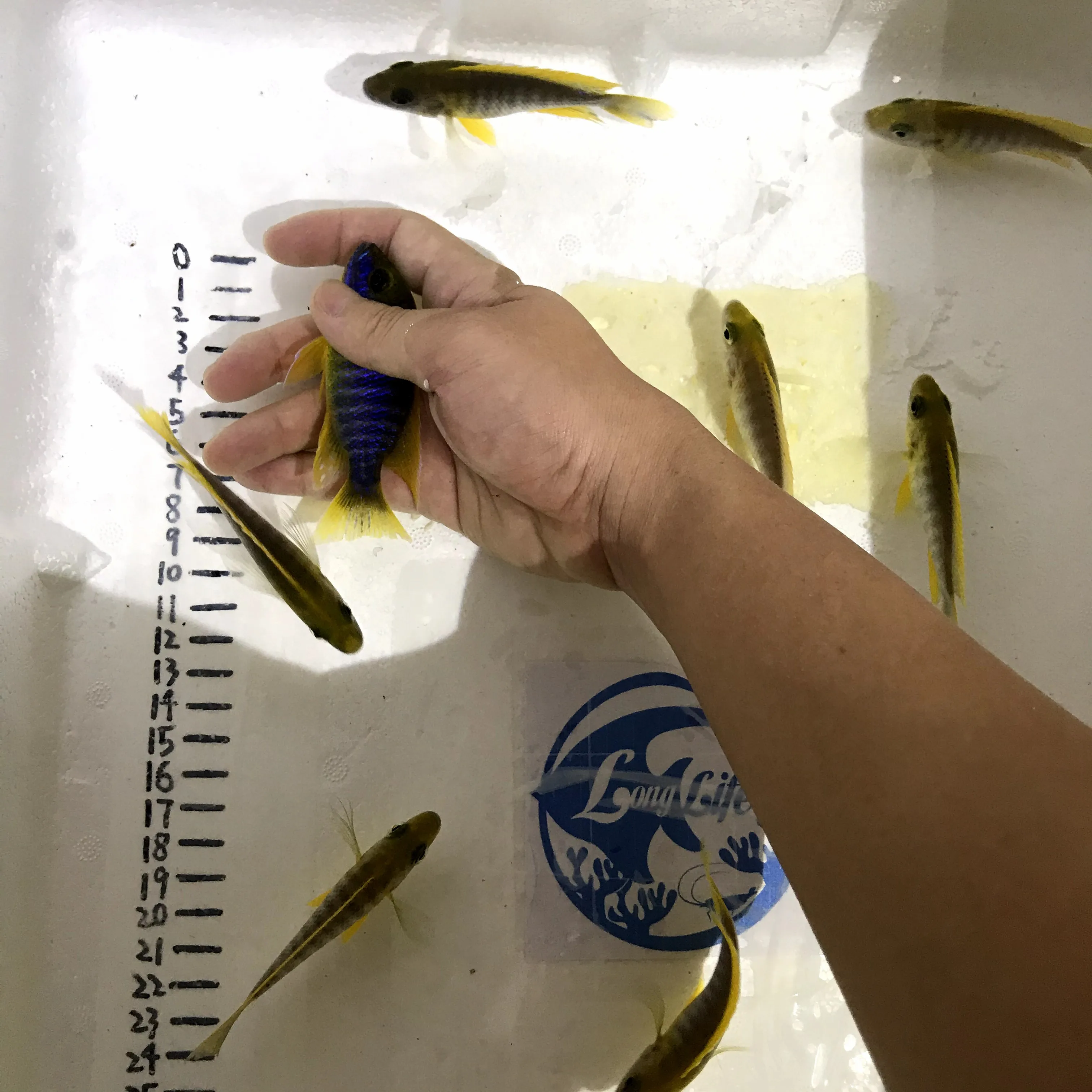 
Farm bred Aulonocara sp. Mamelela African Malawi Cichlids For sale 