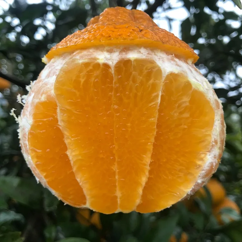 Pure Organic good quality fresh fruit mandarin orange fresh citrus fruit Fresh Mandarin Orange tangerine