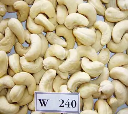 Wholesale high quality raw cashew nuts Viet Nam manufacturing for W240,W320,W450