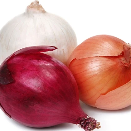 Hot Sales Quality Fresh Red Onion Available For Wholesale Buyers