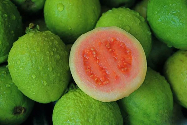 
FRESH GUAVA FRUIT SWEET BEST PRICE HIGH QUALITY FROM VIKAFOODS (WhatsApp/ Wechat: +84 983 028 718) 