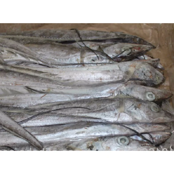 BQF Freezing Seafrozen Fish Frozen Ribbonfish with Thailand 18-20kg/block/ctn Ribbon Fish Whole Round in 24 Months Shelf Life