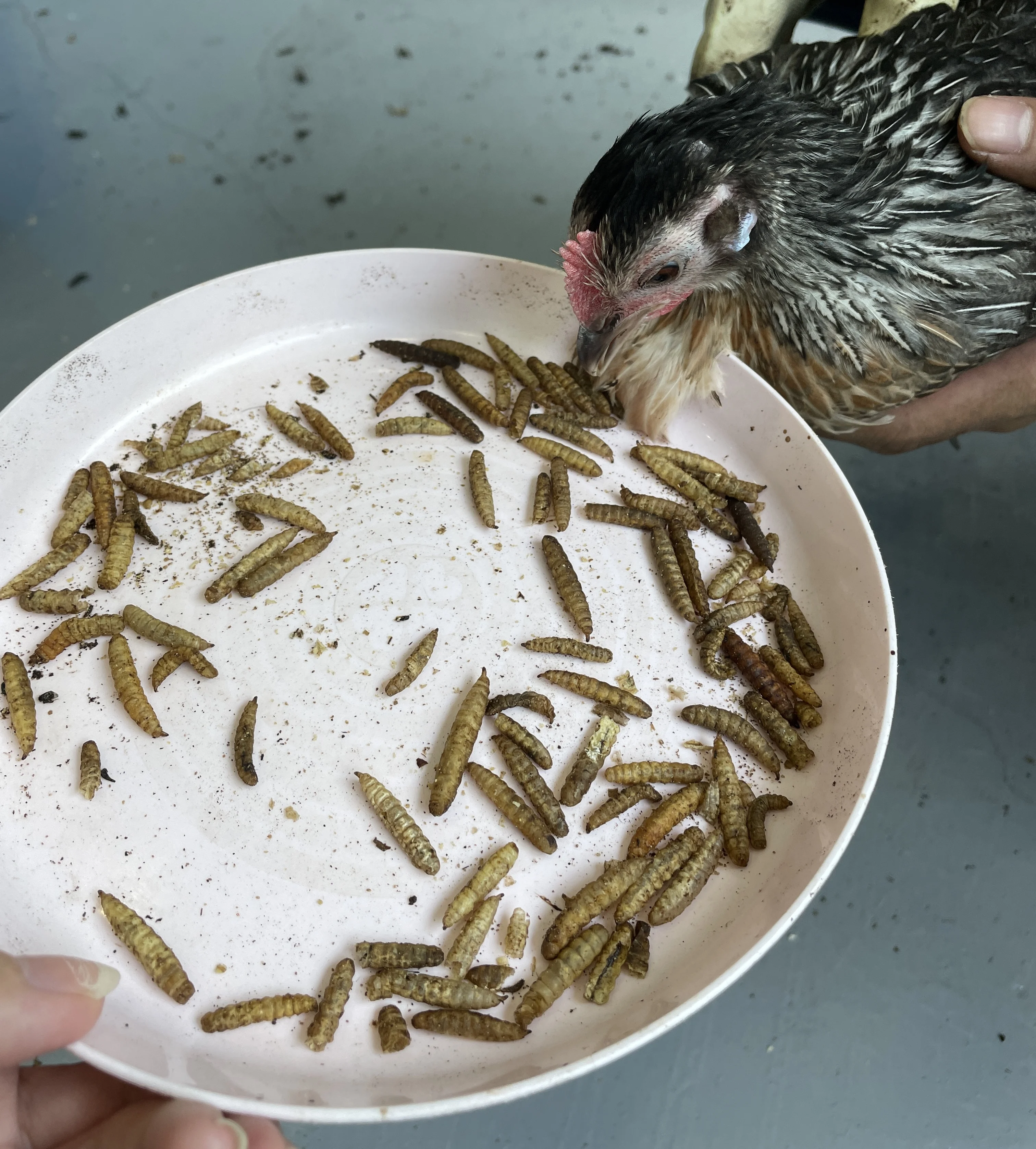 Super Nutritional Value Animal Feed Black Soldier Fly Dried Larvae 1.5kg Suitable for All Types of Chicken Dog Fish