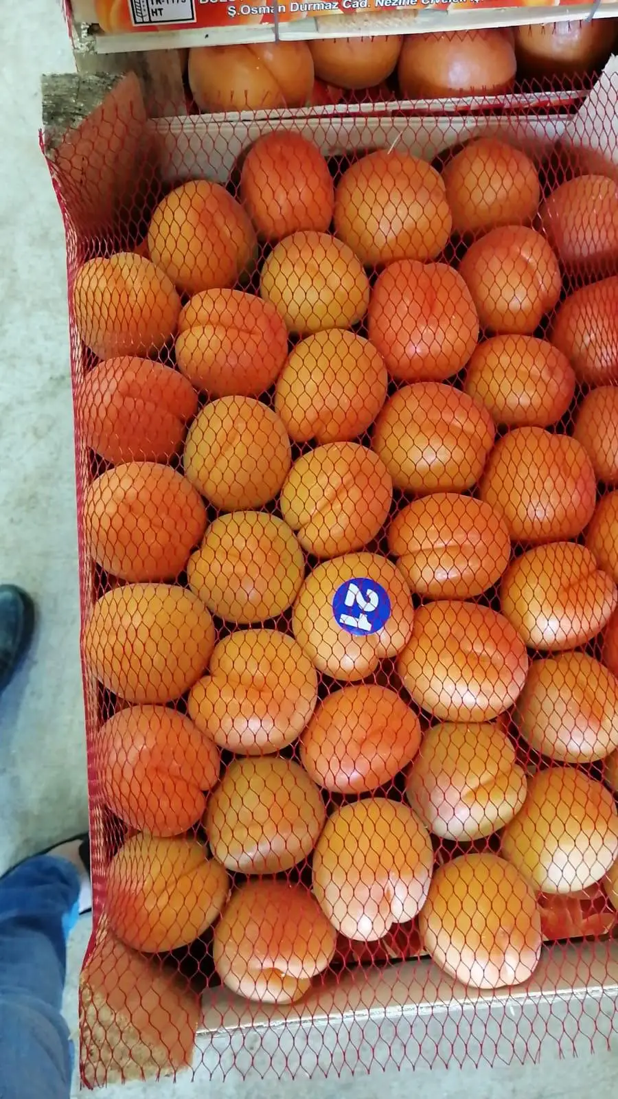 
HIGH QUALITY - FRESH APRICOTS - FROM TURKEY 