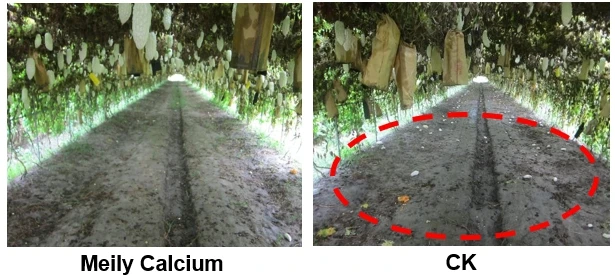 Высококачественное нано-бустерное жидкое удобрение кальция для апельсинового сельскохозяйственного удобрения