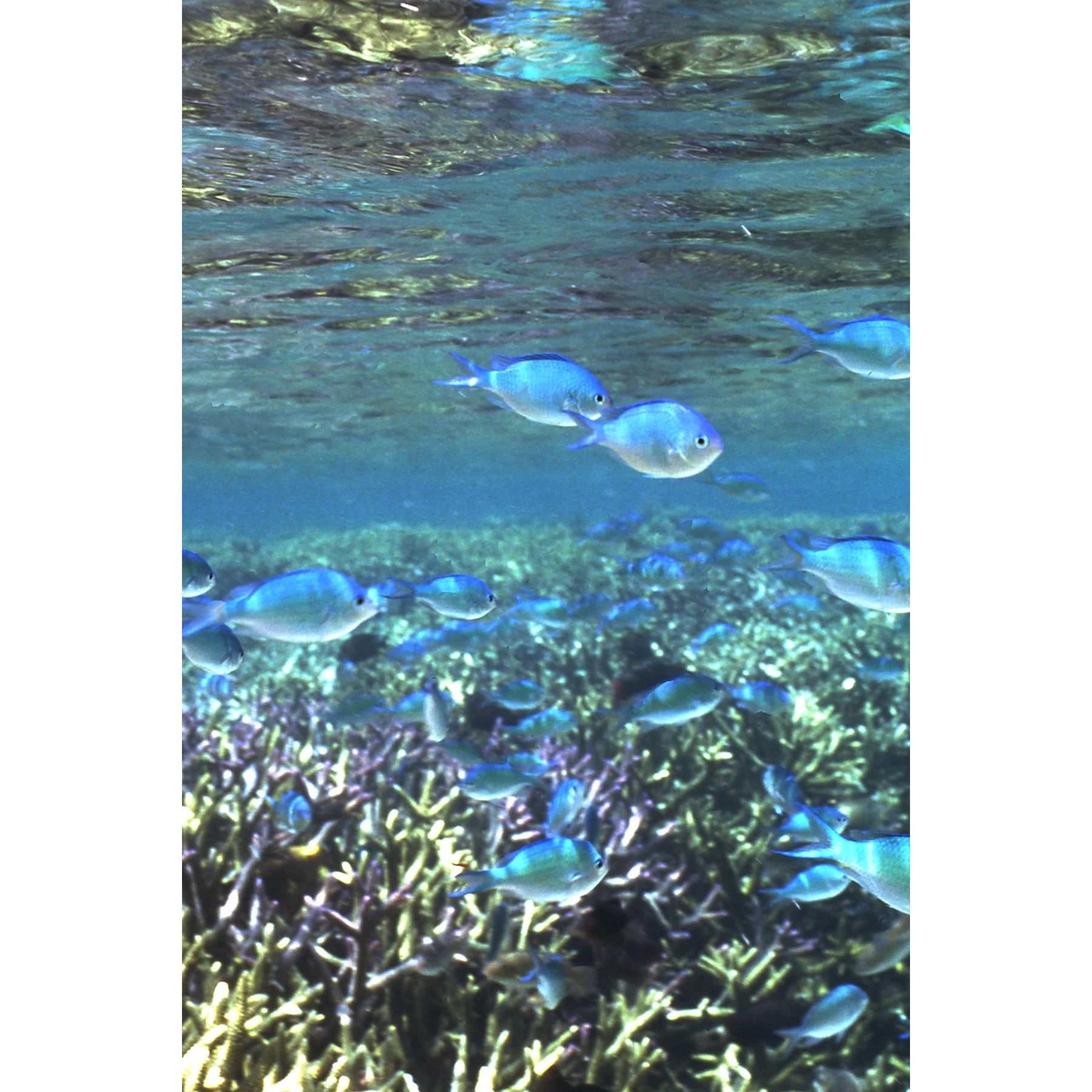 [Mozuku soap, sea honey (2) with one foaming net].