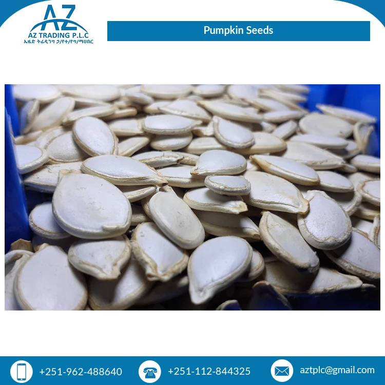 2022 Top Selling White Shine Color Skin Raw Origin High Quality Pumpkin Seeds at Least Price