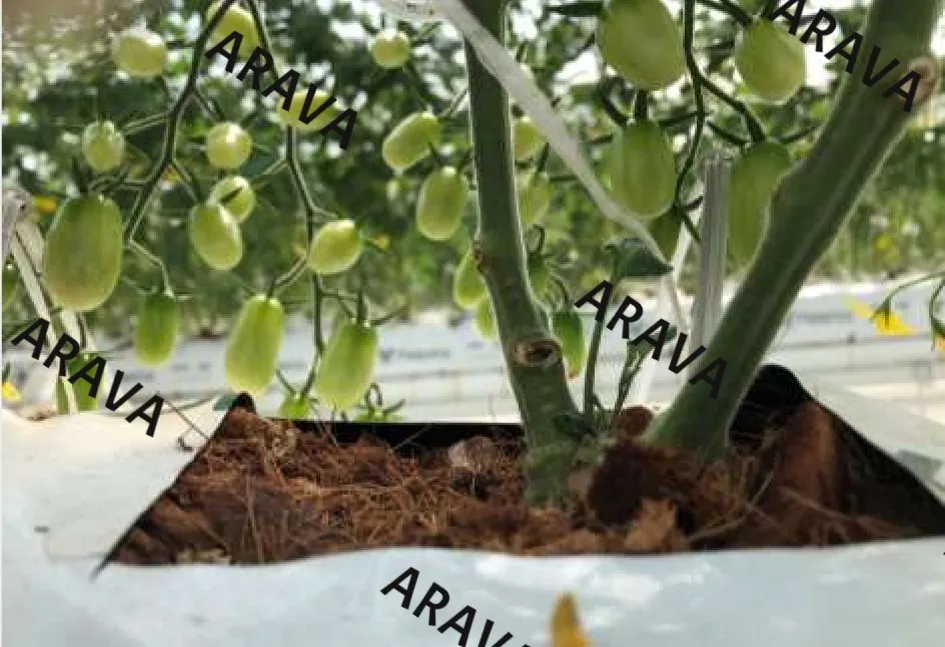 Best Tomato Grow bags with high yield for greenhouse at the best price