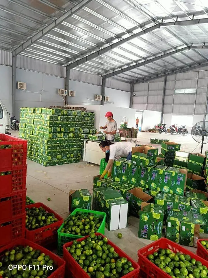  Натуральный желтый цвет лайма органический оригинальный тип продукт лимонного класса свежие фрукты