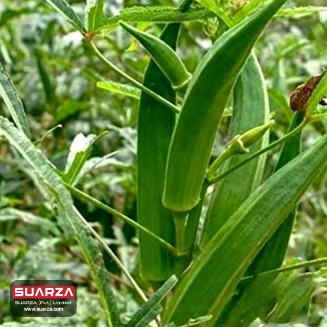 
Pakistani fresh green okra (lady finger) is exported to all over the world at competitively low market price 