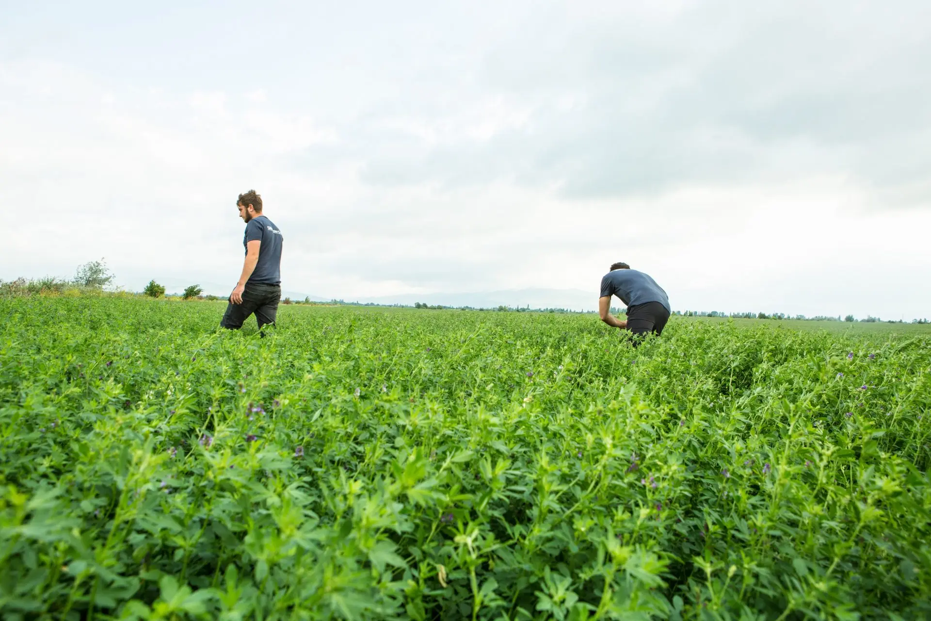 Buy Organic Alfalfa Grass Hay in netherlands/ Alfalfa Hay Pellets For Animal Feed For Sale Bulk