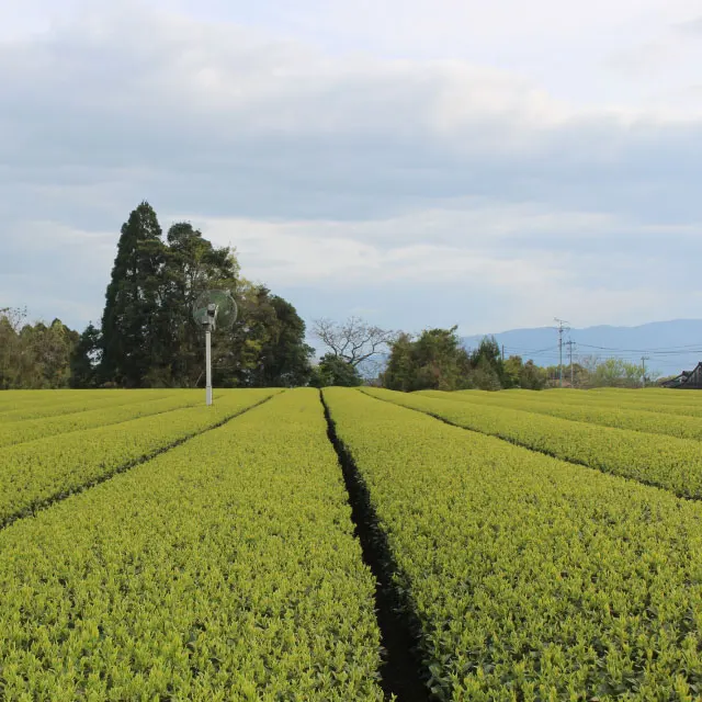 Organic Kagoshima Matcha No.5 for daily use