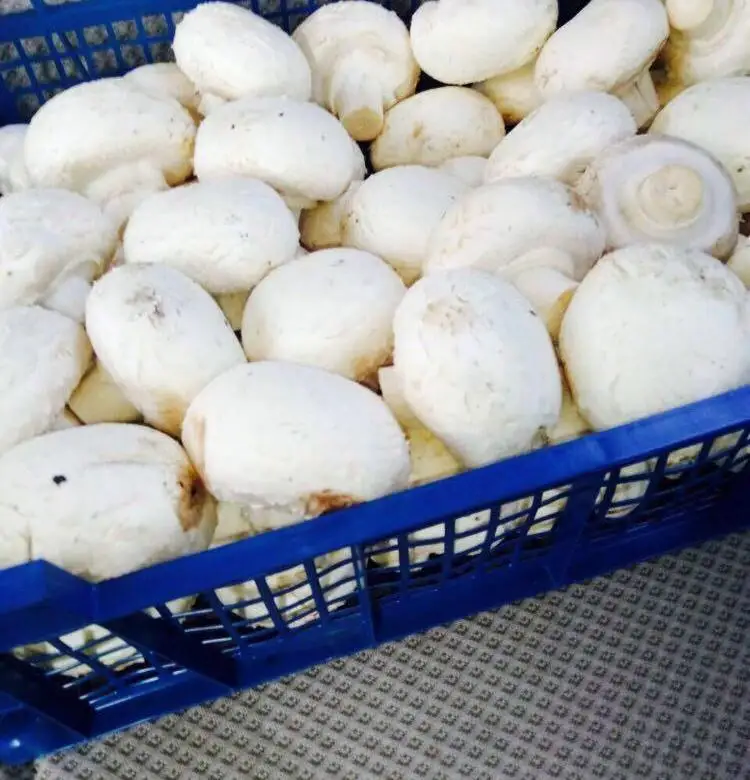 
High Quality Mushroom Export Price 