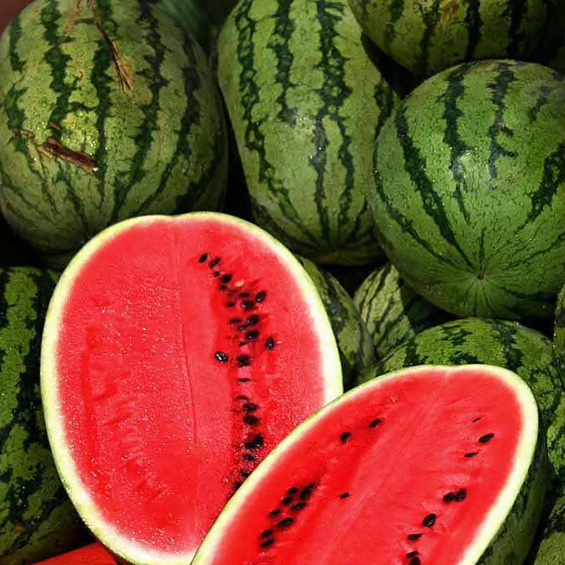 Common Cultivation Type Healthy Fresh Sweet Watermelon