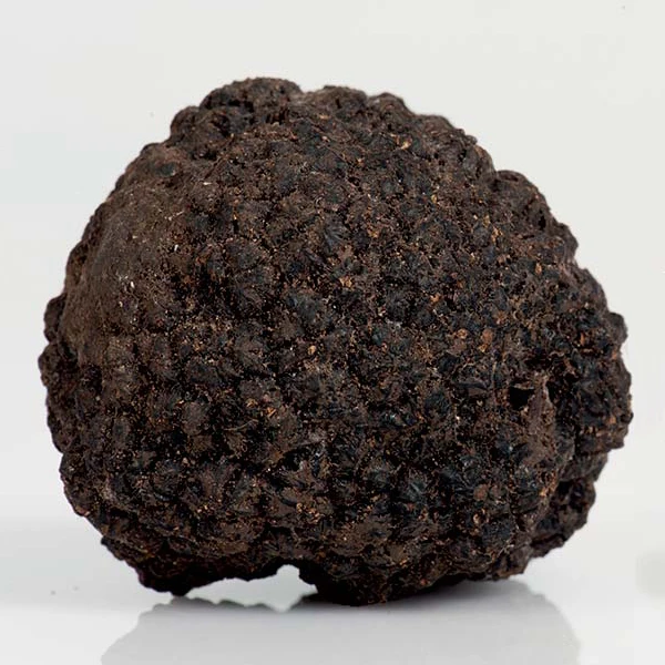 
Italian fresh whole black summer truffles Tuber Aestivum 