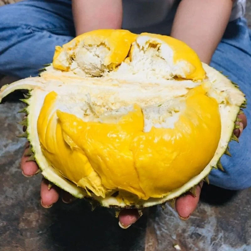 Premium Fresh Yellow Durian From Vietnam