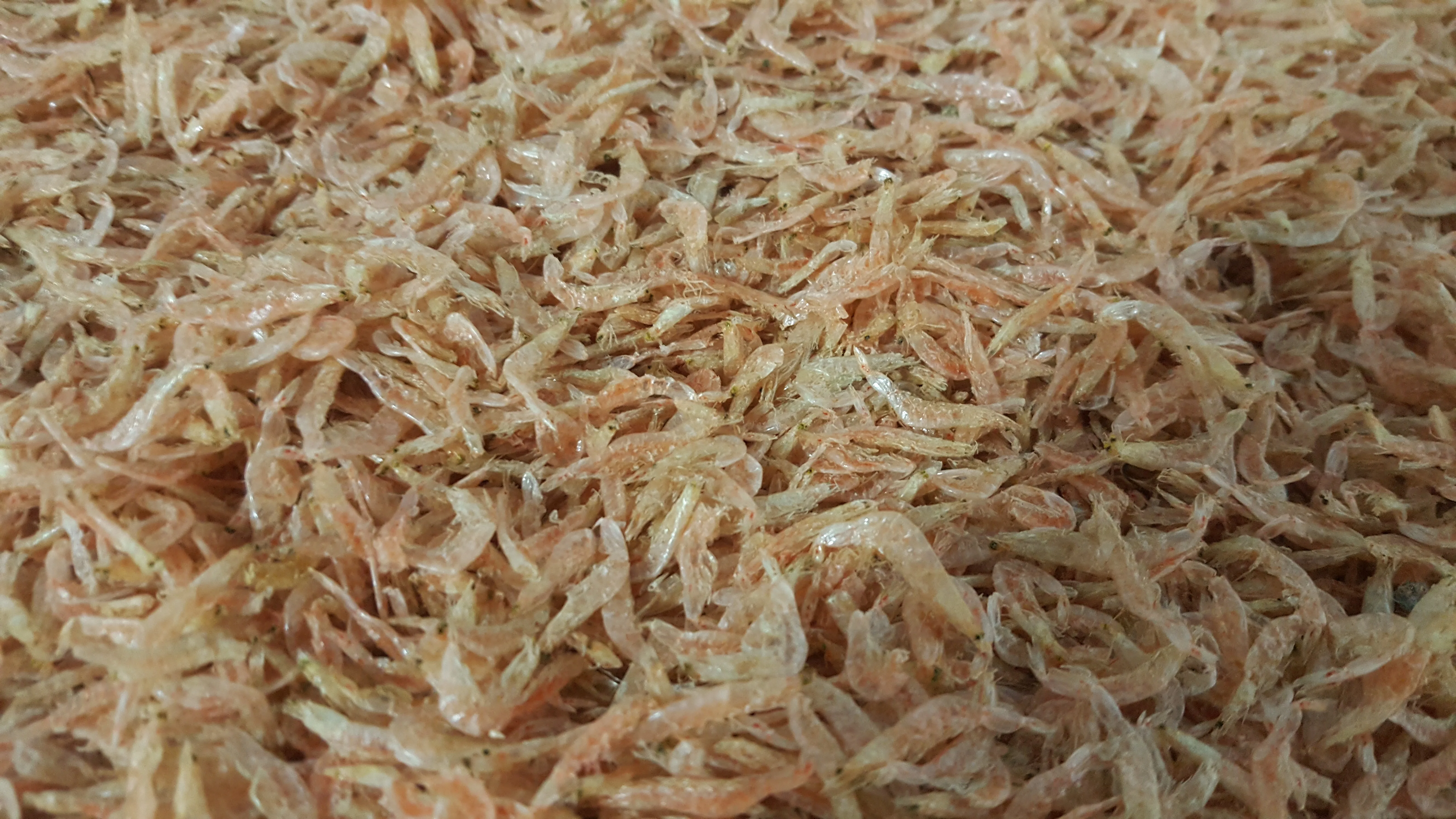 DRIED BABY SHRIMP FOR SALE