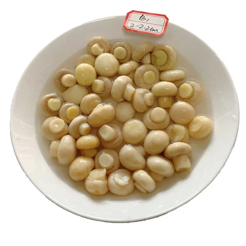 
Mushroom agaricus in converse 