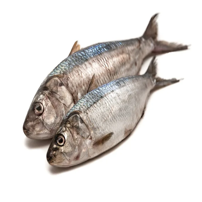 Seafood Supplier High Quality Frozen Seafood Herring Fish