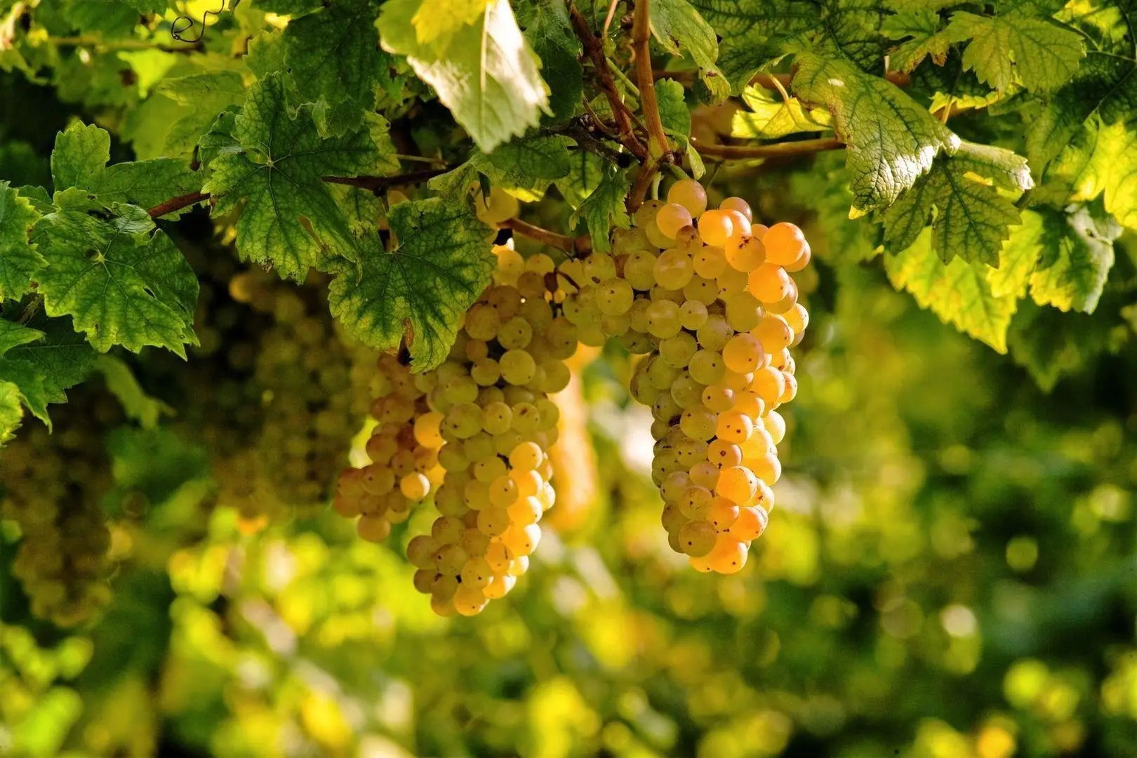 Wine , Italy , made , special product  gold  Vino spumante  deser wine  sparkling alcoholic beverages