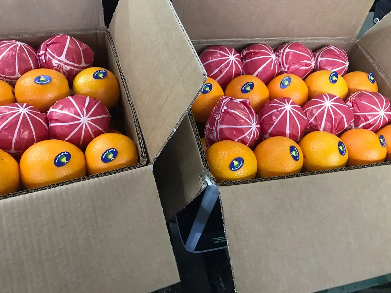 Premium quality Egyptian Fresh Navel Orange 15 kg carton box Wholesale market prices for export from Egypt