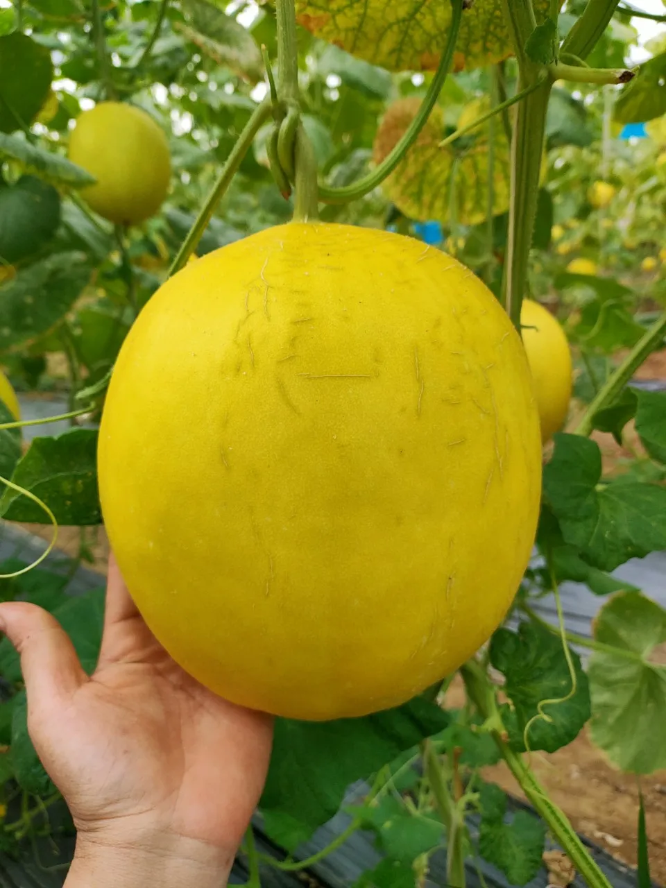 Sweet Yellow Canary Melon cheap price High quality from company in Vietnam buy now