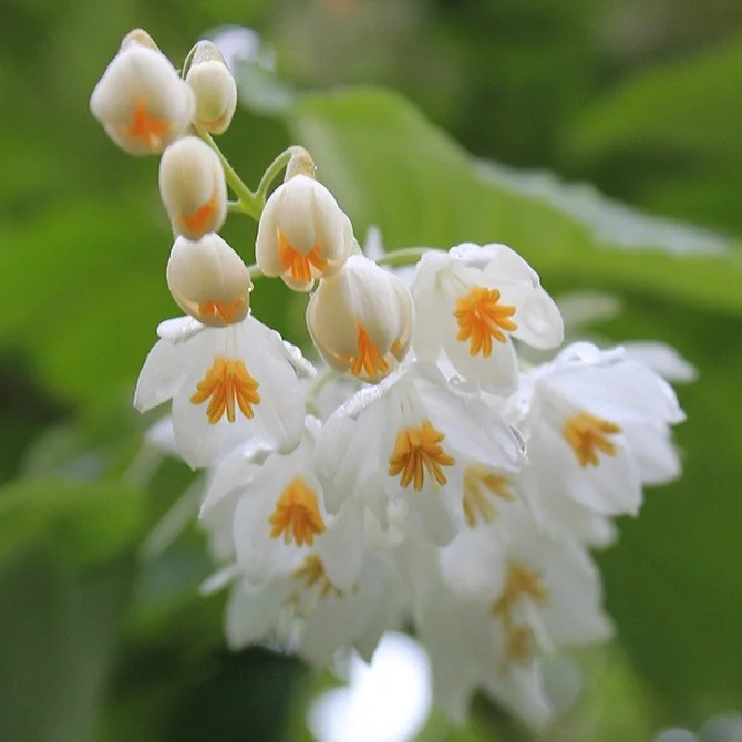 Ищете органическое эфирное масло Styrax бензоина? Доступно здесь, оптовый поставщик в Индии, купить эфирное масло из Индии