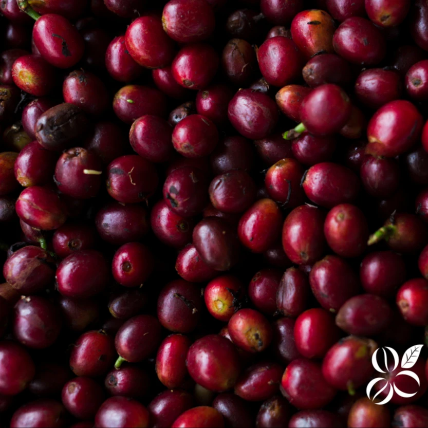 EL POEMA NATURAL COLOMBIAN COFFEE BEANS