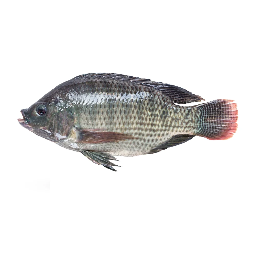 
Wholesale Fresh Tilapia Fish Frozen 200-300g Fish Tilapia Farm Fish from Bangladesh Food Nature 100% Pure a Grade 10 Cm FD 