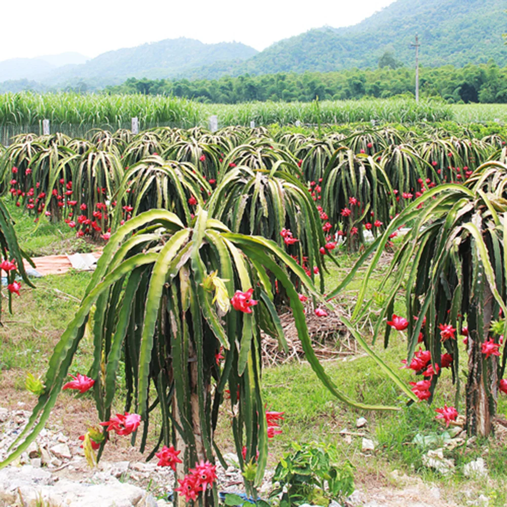 Красный фрукт дракона гарантированное новое и свежее/экспортное качество по хорошей цене (порт хошиминь)