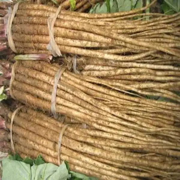 fresh burdock root Fresh Burdock,Golden Burdock and fresh Burdock Fresh Burdock Golden Burdock and fresh Burdock