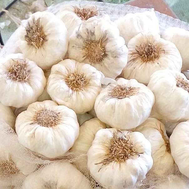 Dry White Garlic violet Garlic