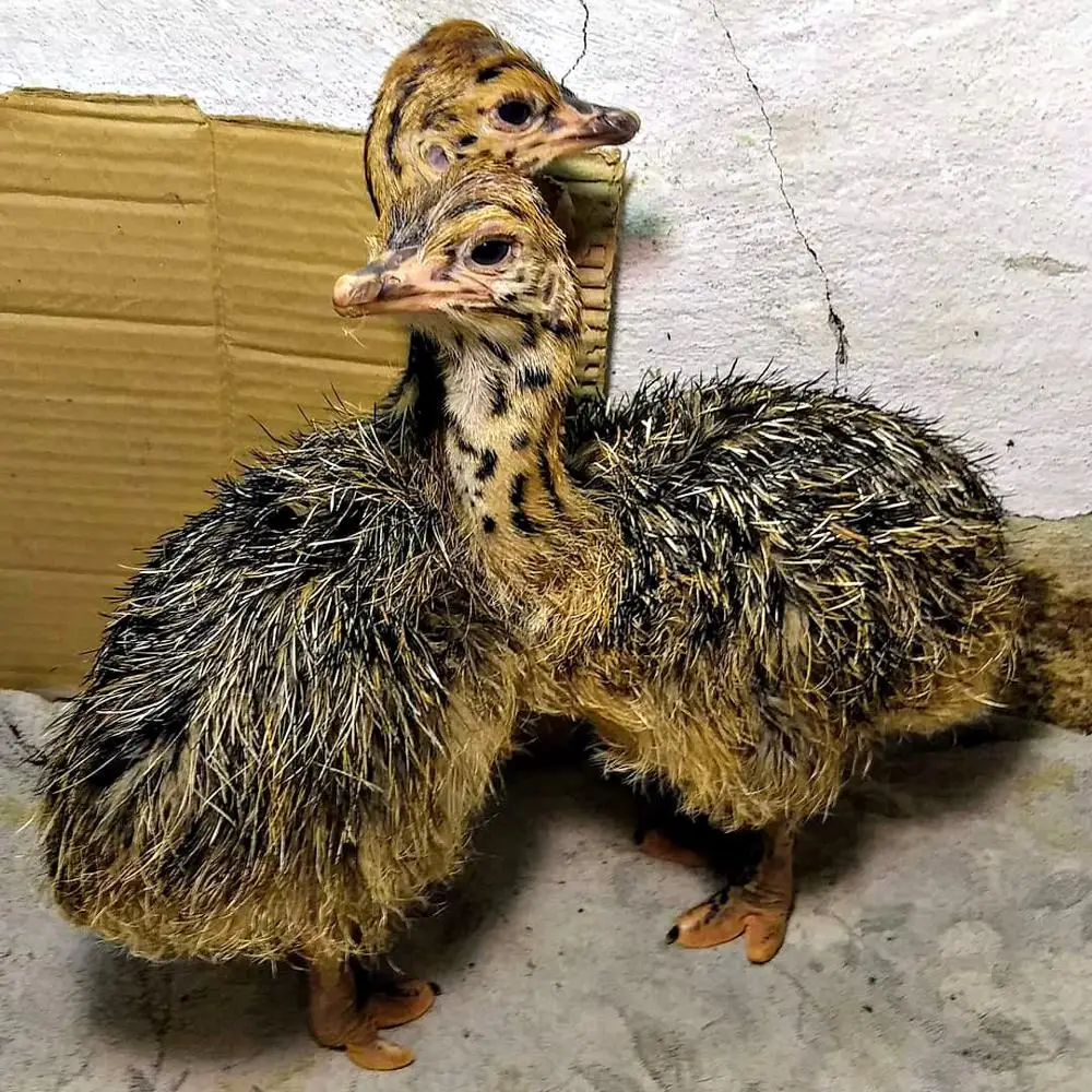 
Live healthy Ostrich Chicks for sale / Red & black neck Ostrich chicks 