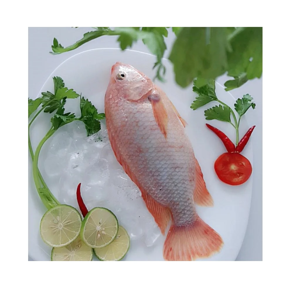 Best Wholesale Frozen Red Tilapia Fish from Vietnam (Thai Lien Company, Ms Phuong: +84789196389)