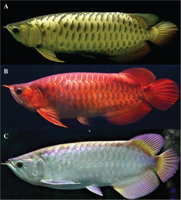 РЫБЫ Arowana в серебряных, золотых, платиновых, красных и синих цветах для продажи