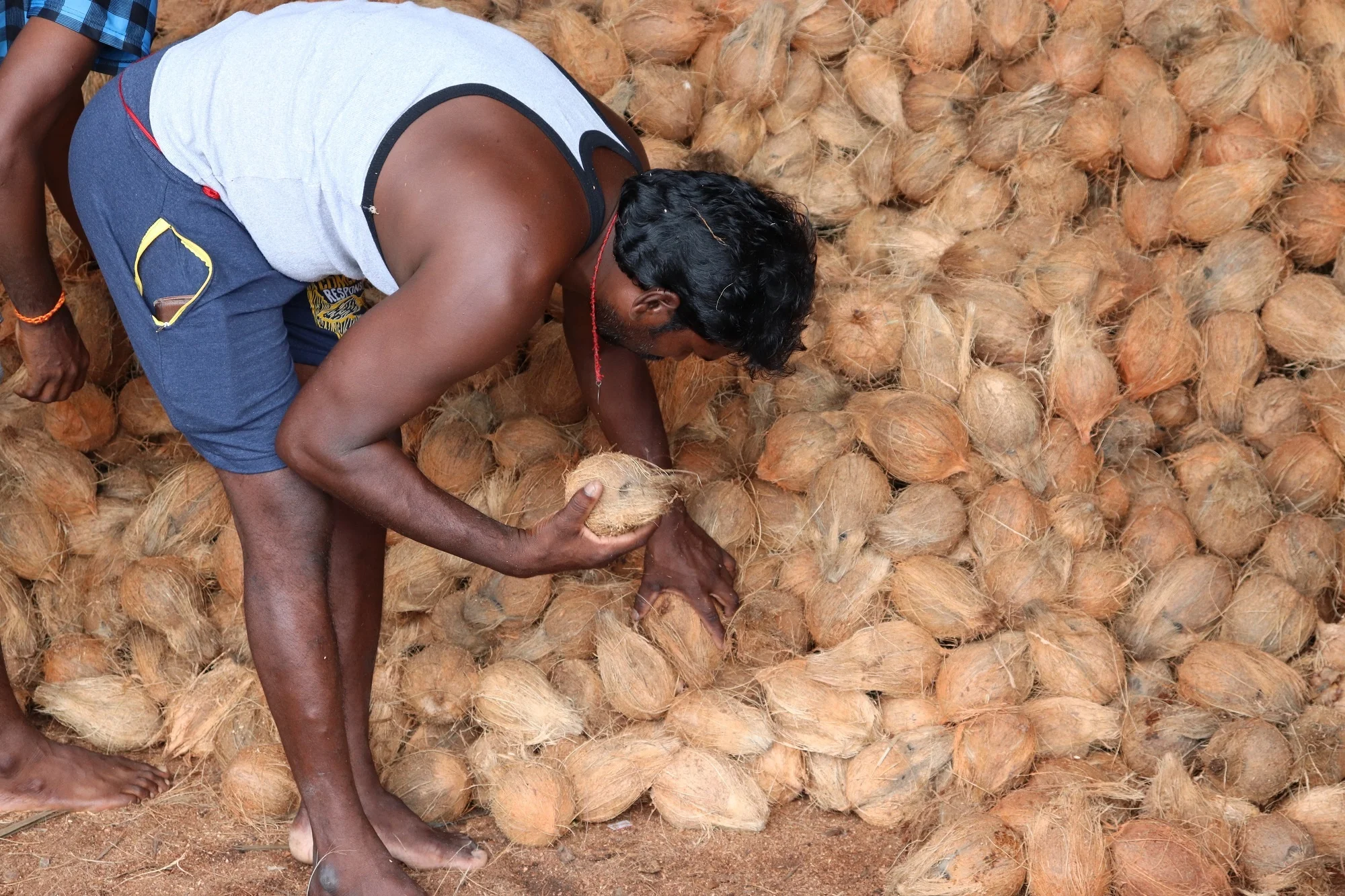 EXPORT QUALITY INDIA COCONUT