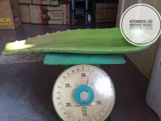 100% Natural Fresh Aloe Vera Leaves/Aloe Vera have amazing properties from Vietnam