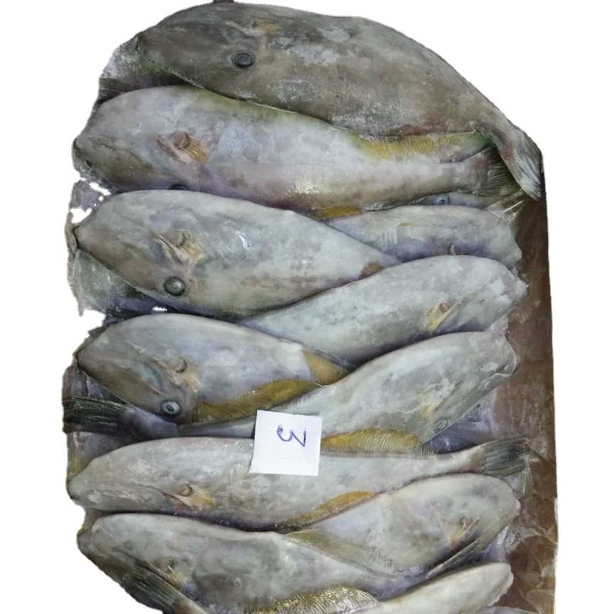 FROZEN LEATHER JACKET FISH- FROZEN RIBBON FISH