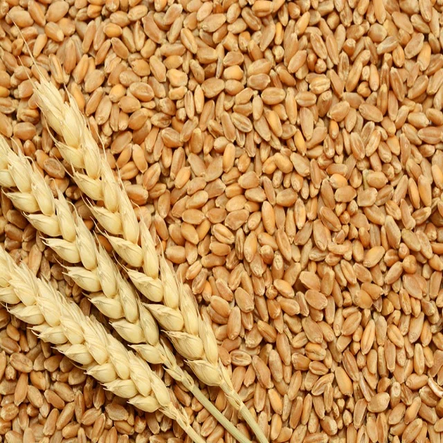 wheat2.jpg