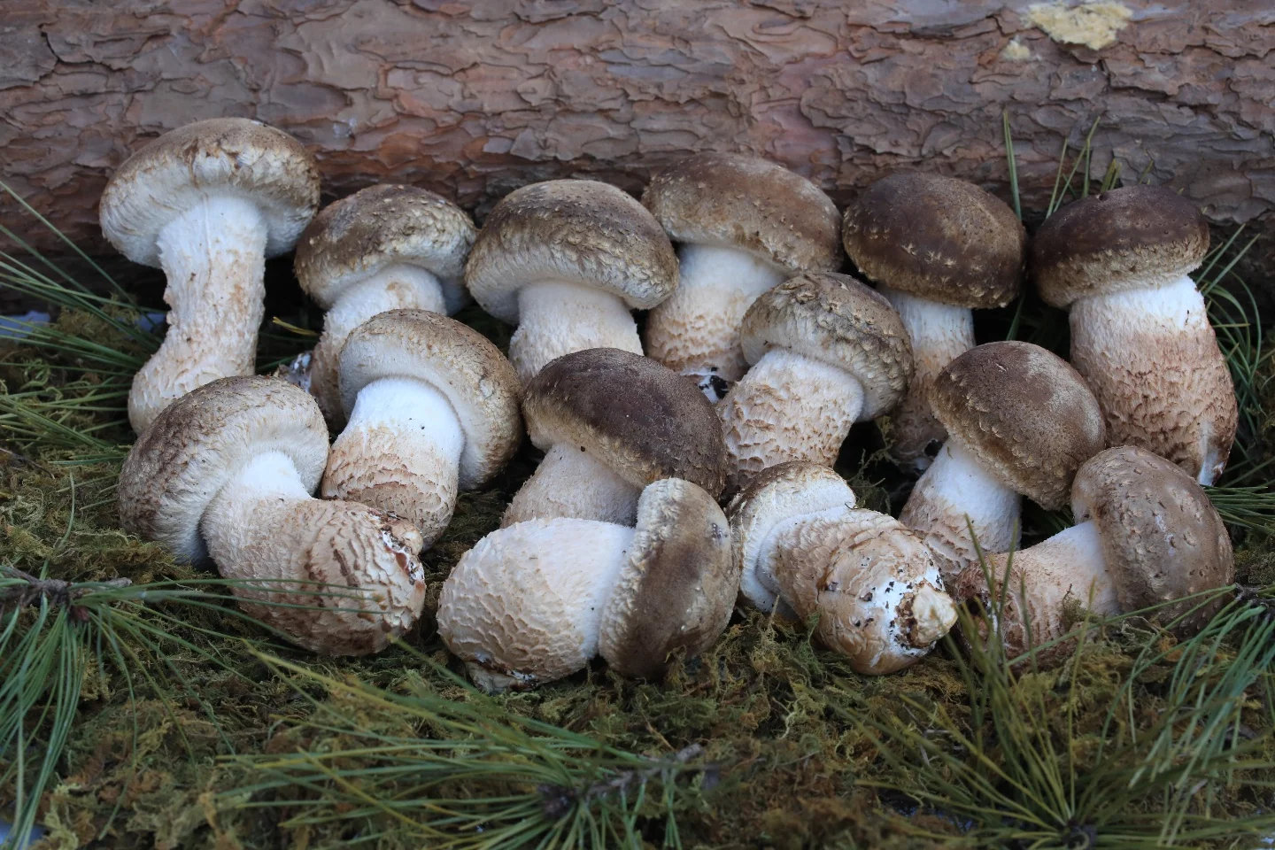 
Pickzzi Mushroom Pickled-Soy Sauce 