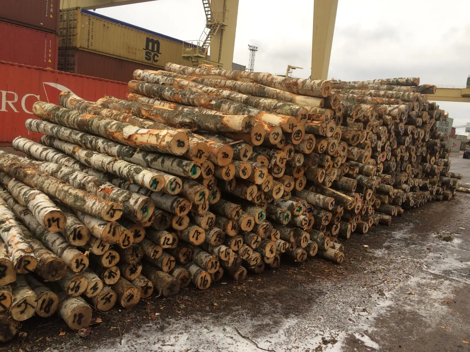 
White Birch Logs - Latvia origin - C grade - 12cm+ 