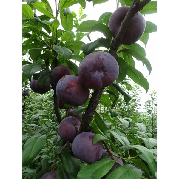 Good quality Fresh Fruit Plums Available at wholesale prices