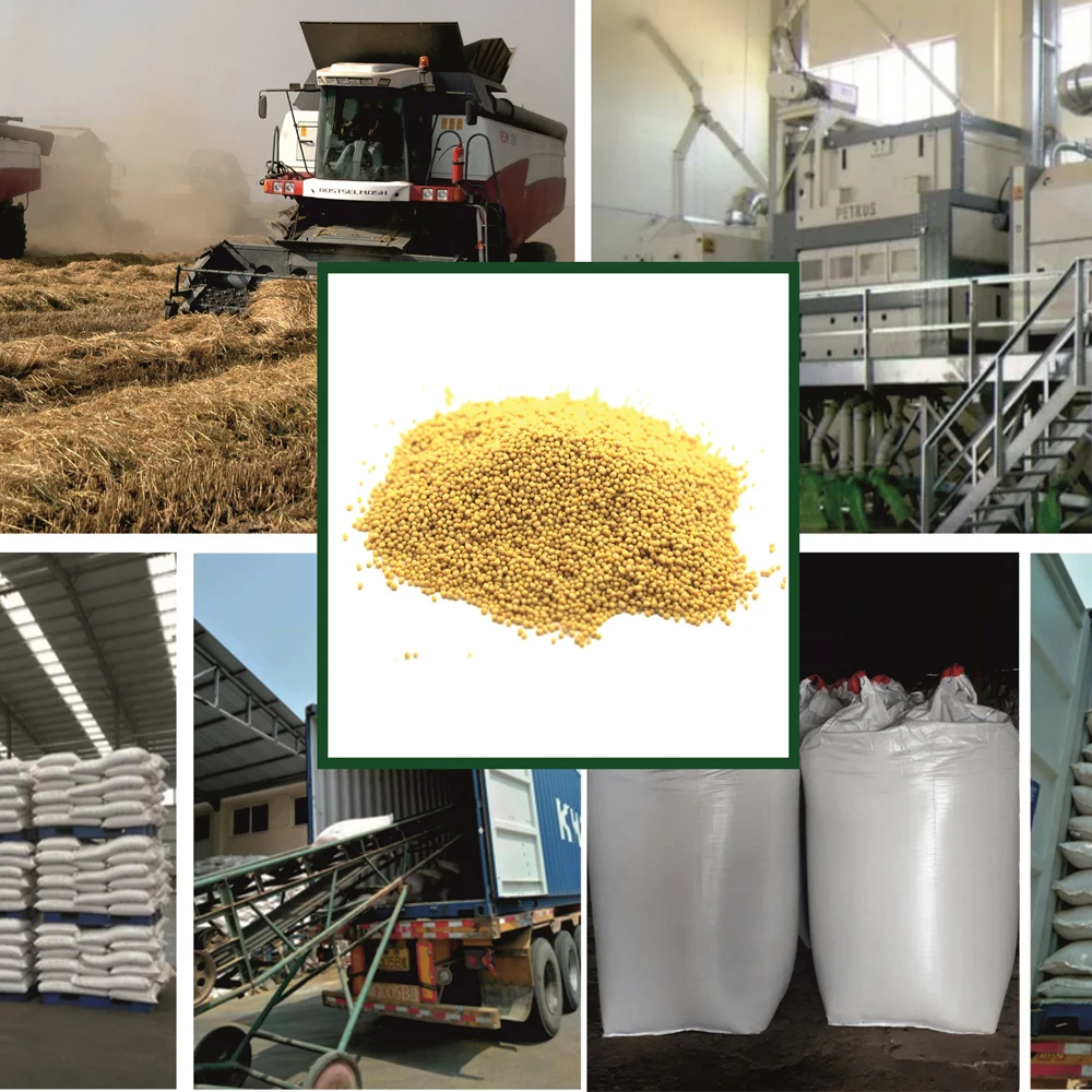 High quality organic yellow mustard seeds in bulk from manufacturer, natural mustard seed wholesale prices