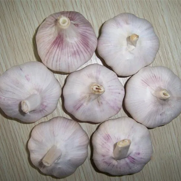 Pure White Fresh Garlics For Sale