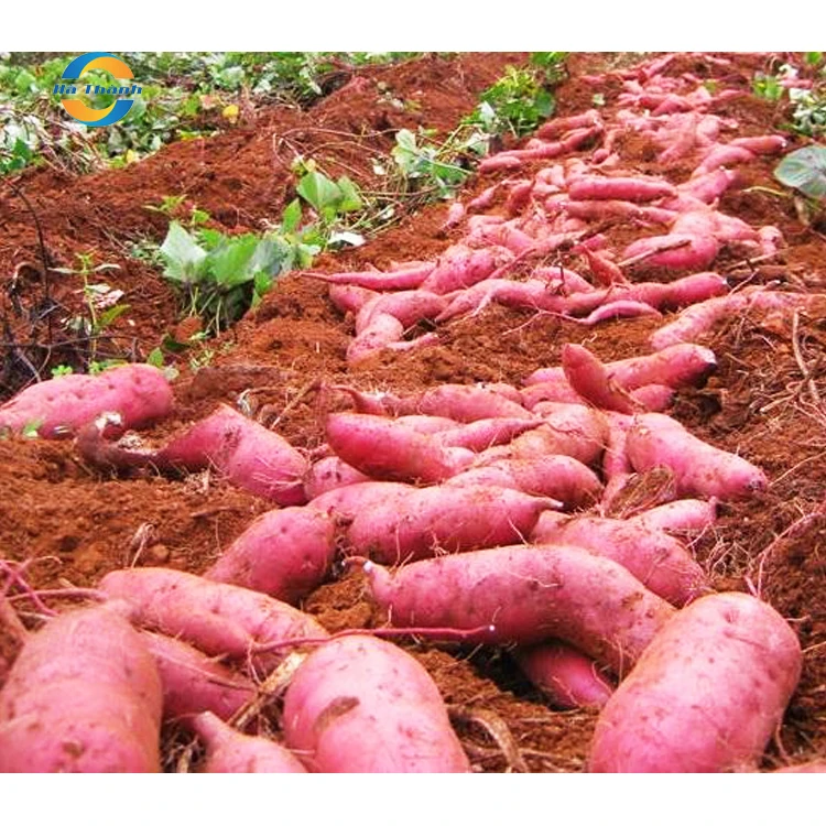 World Trade Organic Fruit Wholesale Low Price Chinese Okinawa Sweet Potatoes From Vietnam