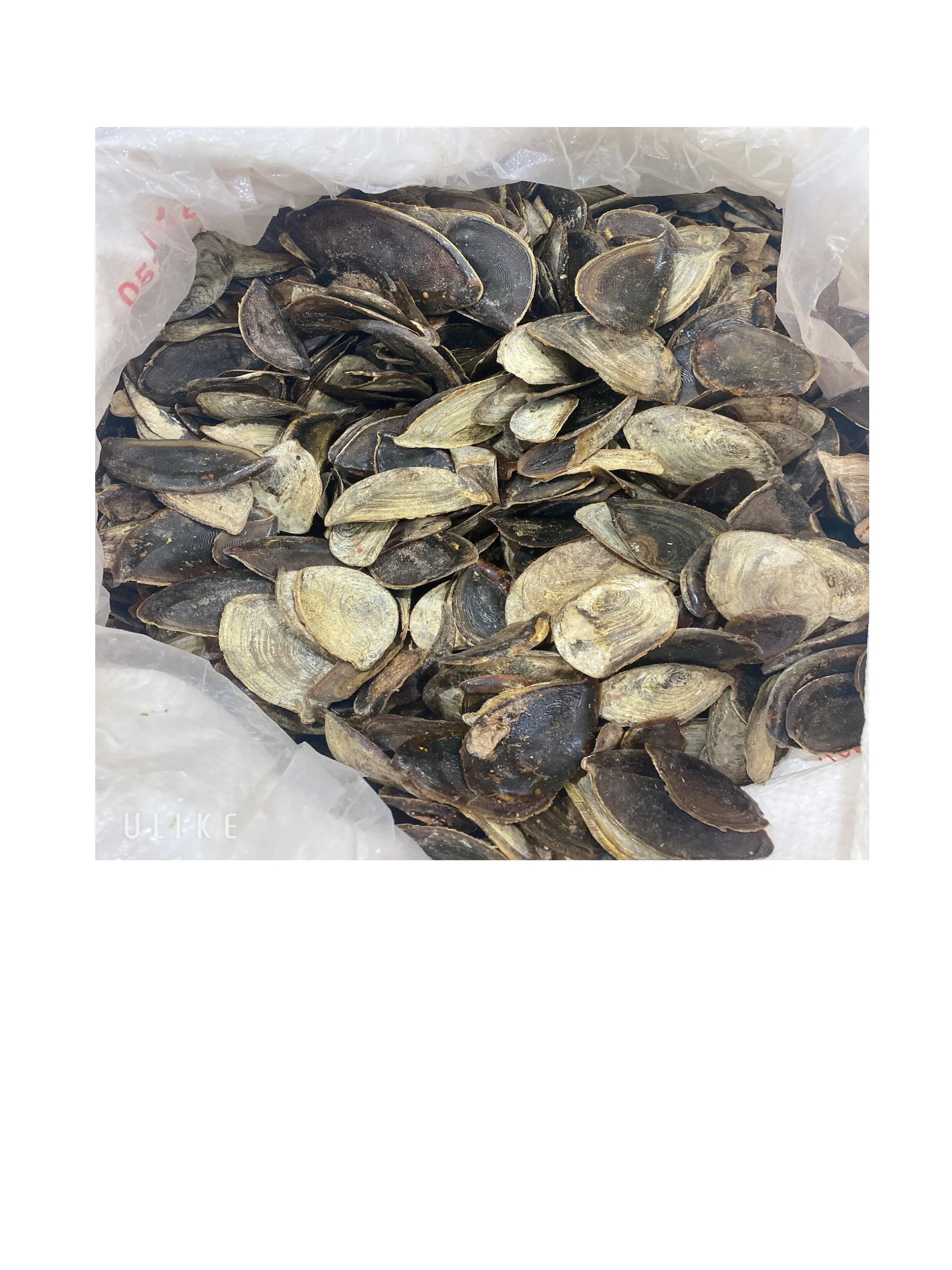 Морская раковина мурекс-оперкулум мурекс улитка сушеная оперкулум из Вьетнама