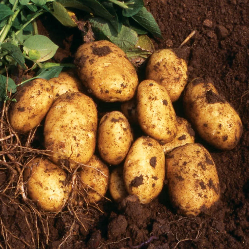 2021 Best Premium Quality Fresh Potato in a Wholesale price